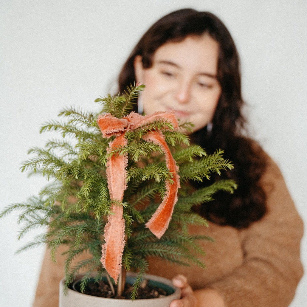 Mini Cypress Christmas Tree