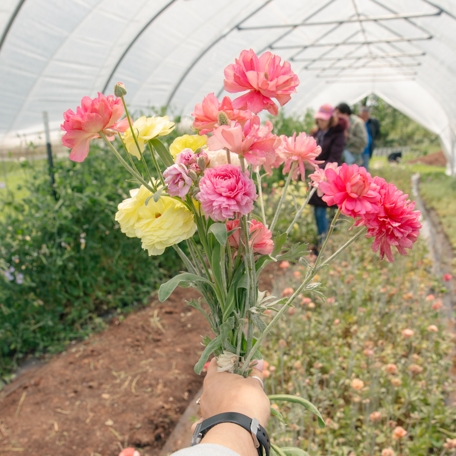 Flower Farm Tour & Flower Arranging Workshop at Sunshine and Stems Farm- July 11th