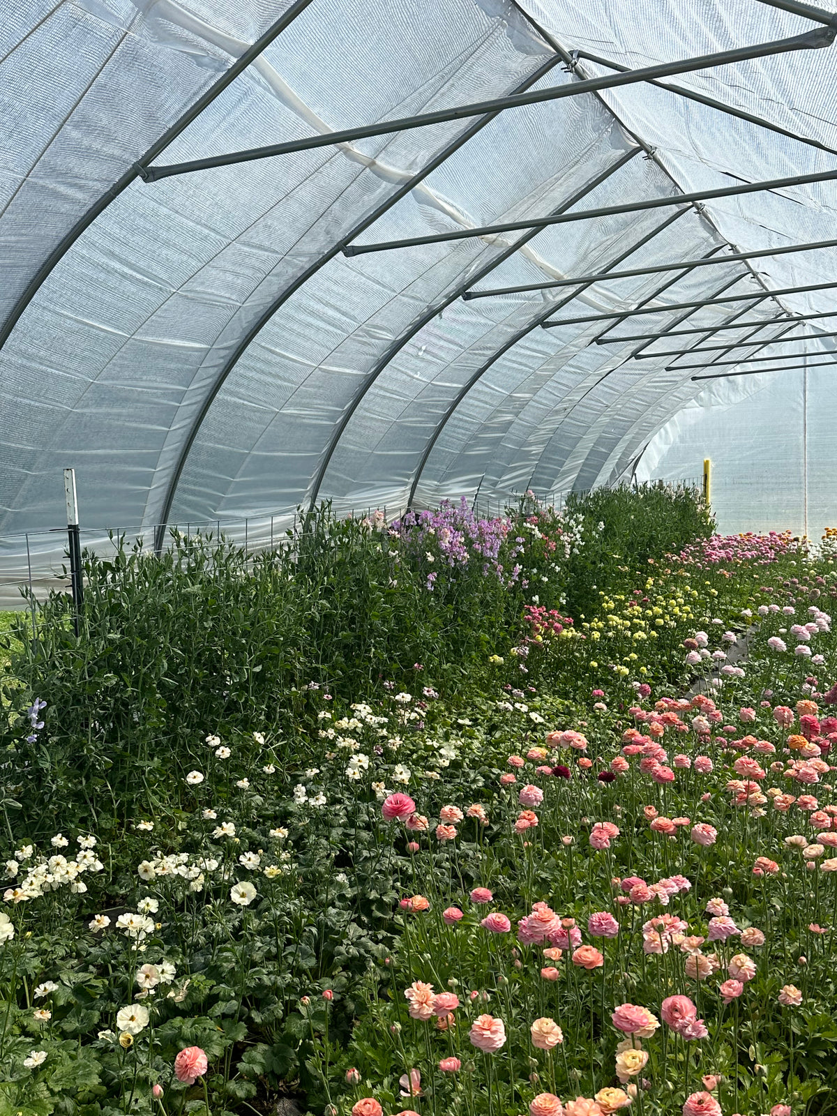 Flower Farm Tour & Flower Arranging Workshop at Sunshine and Stems Farm- July 11th